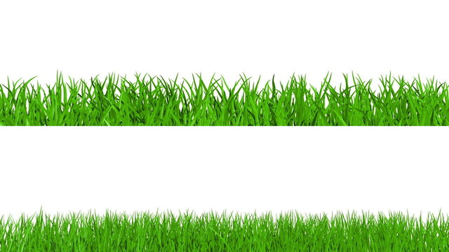 Growing green grass on white background, alpha included