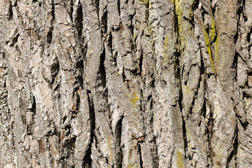 Tree bark texture of maple tree