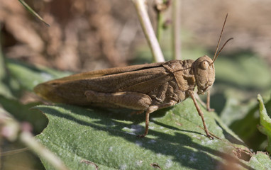 The grasshopper