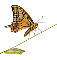 Close up of caterpillar  and butterfly