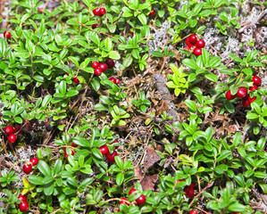 The foxberries