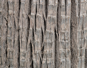 Close Up Of Palm Tree Bark Background