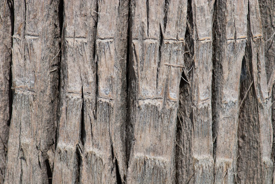 Close Up Of Palm Tree Bark Background