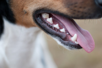 Dog mouth, tongue out with blurred background