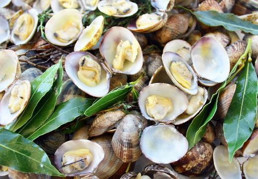 palourdes ouvertes