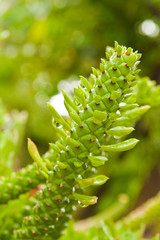 Tropical green cactus,abstract for back ground.