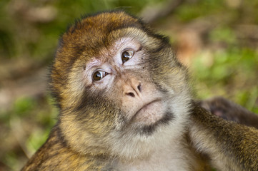 Face of Barbary  Macaque