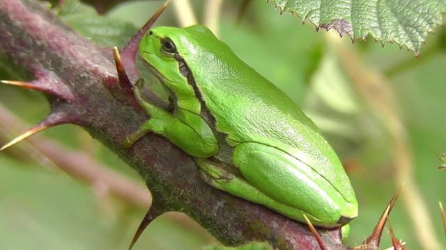 Europ&auml;ische Laubfrosch - Jungtier