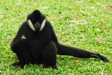 Fototapeta premium White Cheeked Gibbon