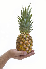 Single pineapple in men's hand