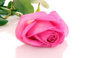 pink rose petals with rose on white