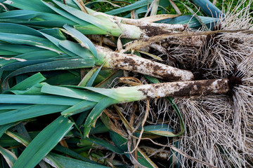 15.	Freshly dug out leeks with roots