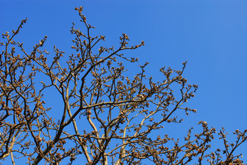 Tree with blue sky in winter