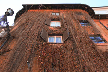 facciata casa rampicante