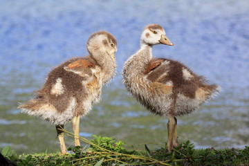 Nilgänse-29048b1