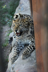 Angry leopard in zoo