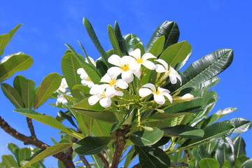 Obraz premium Frangipanier