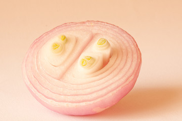 germinating sliced onion,