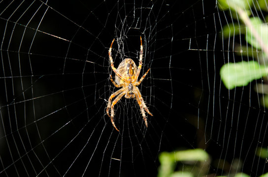 underside of garden spider in net