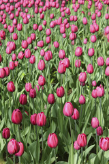 Purple tulips