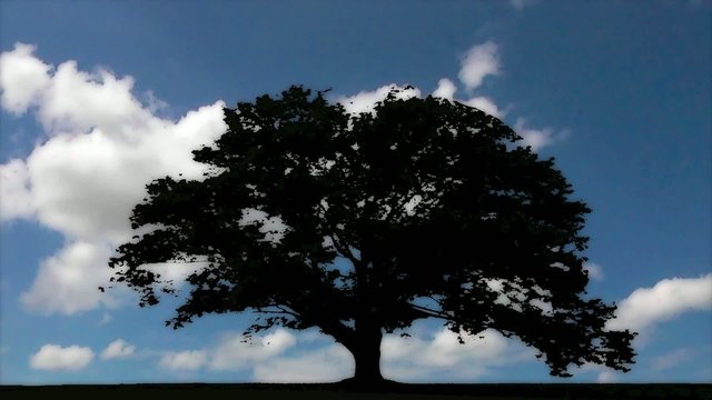 Arbre et nuages