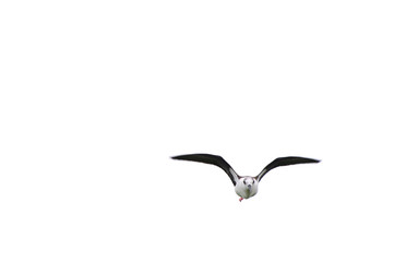 Black winged stilt (Himantopus himantopus) in flight, on white