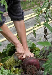 récolte des betteraves au jardin potager