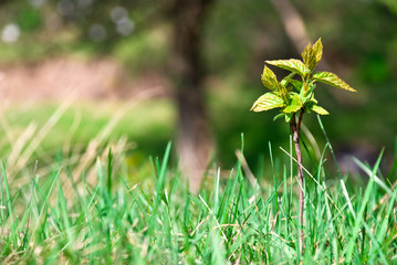 Small young tree growing in the forest