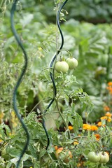 plants de tomates au jardin potager