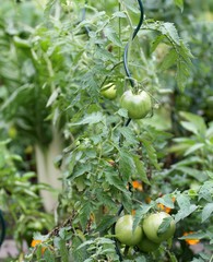 plants de tomates au jardin potager