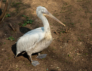 Pelican