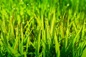 Raindrops on blades of grass at morning field