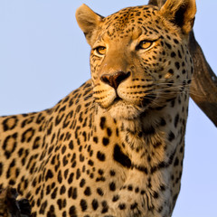 Naklejka na ściany i meble Leopard (Panthera Pardus)