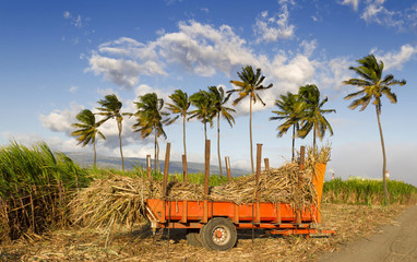 Chargement de canne à sucre à La Réunion