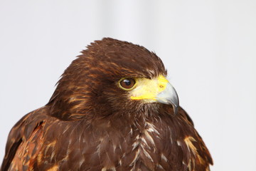 Harris Hawk
