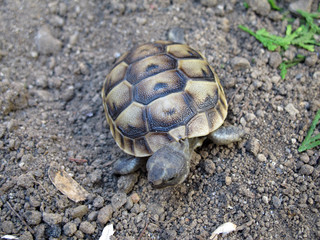 Spur-thighed tortoise