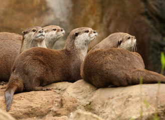 A group of Oriental Short-Clawed Otters