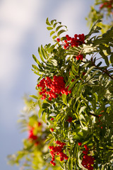 Obraz premium Рябина