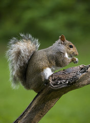 Praying before a meal