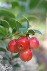 Cowberry