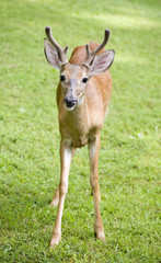 Young buck