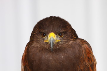 Harris Hawk
