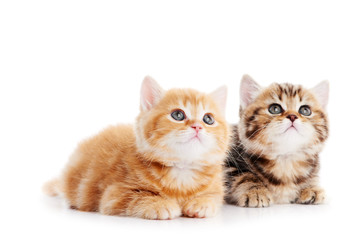 Fototapeta na wymiar mały brytyjski kot krótkowłosy kocięta
