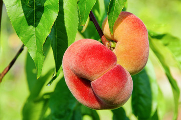 Plattpfirsich - saturn peach 02
