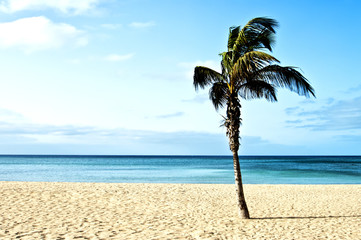 beach with palm trees