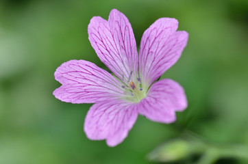 Fototapeta premium Macro de géranium