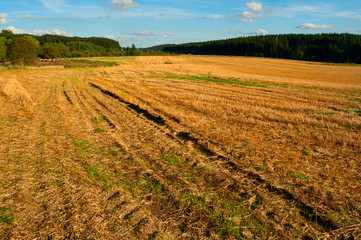 Harvested Agricultural Field