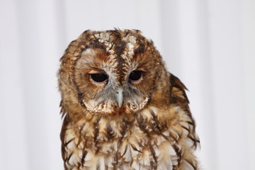 Tawny Owl