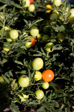Solanum