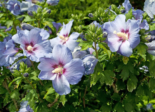 Hibiscus
